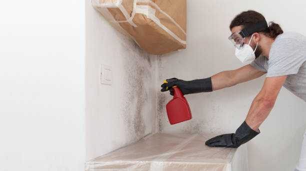 Professional Basement Mold Removal technician working in Gaston, NC