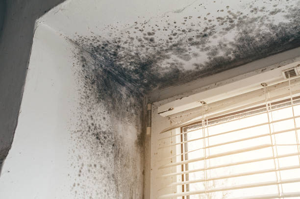 Affordable Basement Mold Removal solutions in Gaston, NC